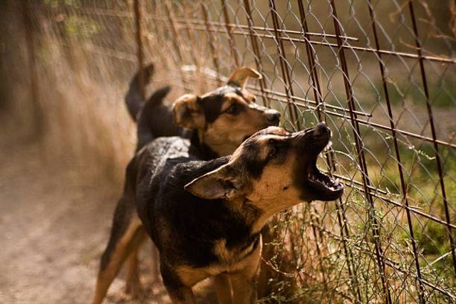 Anjing Terbesar di Dunia yang Pernah Tercatat, Foto: Unsplash.