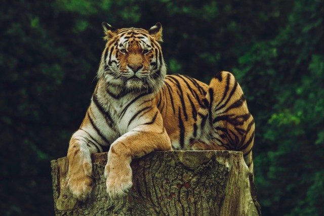 https://unsplash.com/@fridooh - harimau terbesar di dunia
