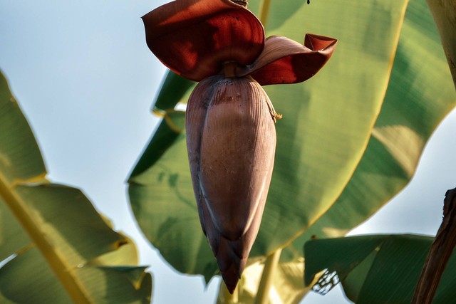 Ilustrasi jantung pisang. Foto: Unsplash