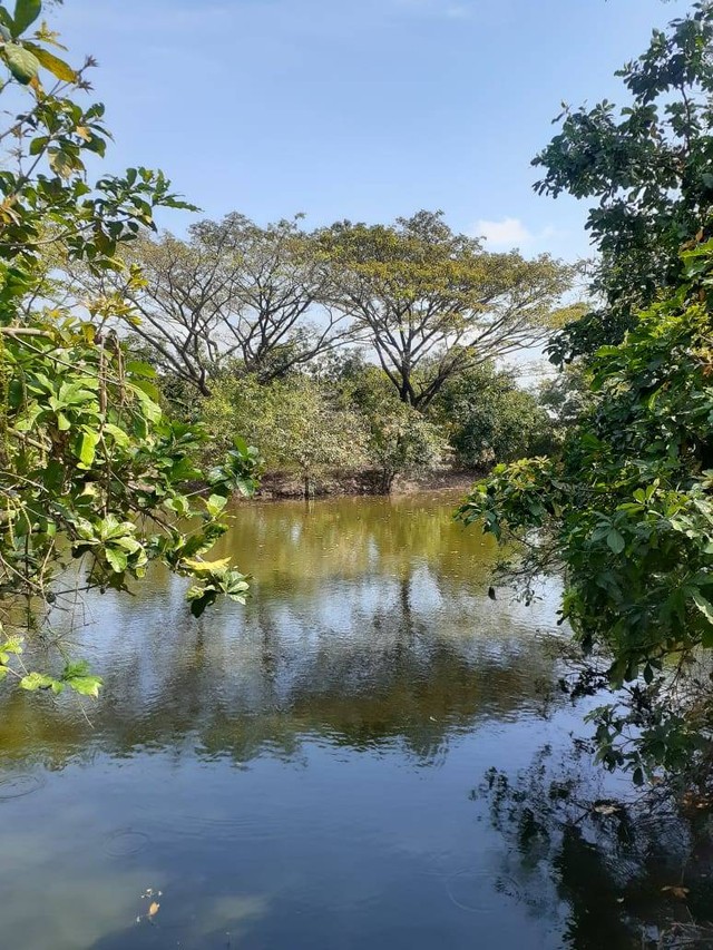 Telaga Desa Dungus. Sumber: Dok Pribadi