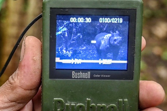 Badak Jawa Terekam Kamera-Anggota Monitoring Badak Jawa (MBJ) menunjukkan satu individu badak jawa yang berhasil terekam oleh kamera jebak di Taman Nasional Ujung Kulon, Banten. Foto: Muhammad Adimaja/ANTARA FOTO