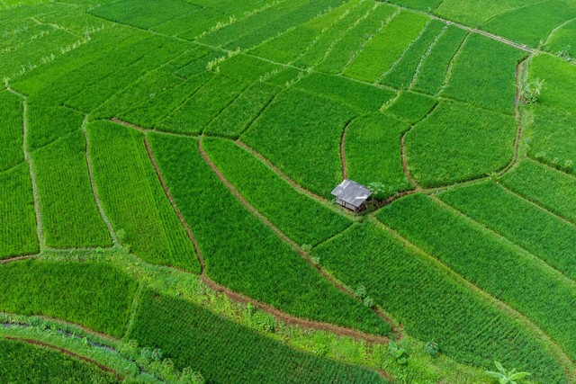 Foto udara kawasan pertanian di Desa Darmaraja, Kabupaten Ciamis, Jawa Barat, Minggu (17/7/2022). Foto: Adeng Bustomi/Antara Foto