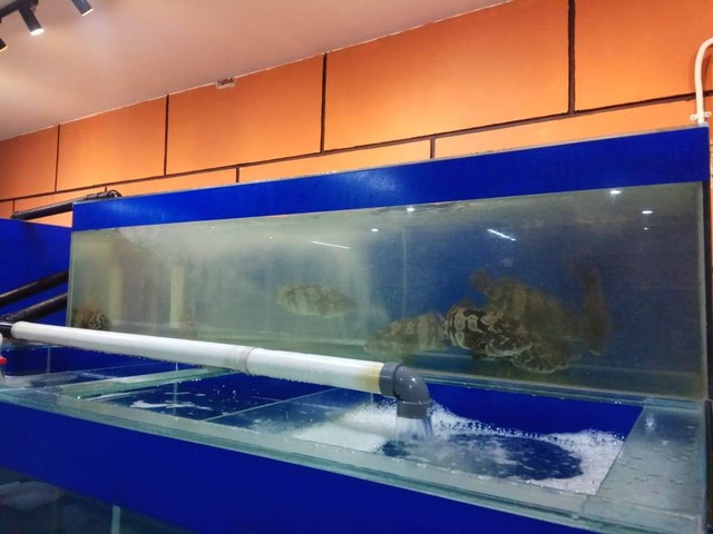 Kuningan Live Seafood di Kabupaten Kuningan, Jabar, menyediakan menu olahan seafood dengan kondisi ikan segar. (Andri)