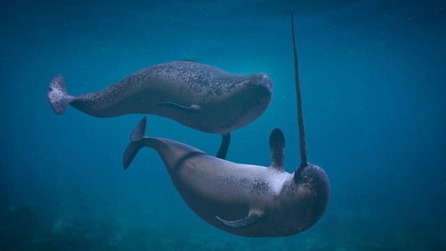 Ilustrasi Narwhal, spesies paus bertubuh kecil yang memiliki tanduk yang berasal dari giginya. Foto: Shutterstock