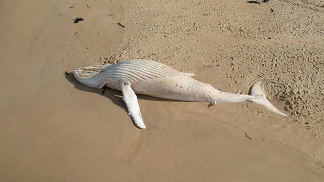 Pemandangan bangkai paus tergeletak di pantai di Mallacoota, Australia, Minggu (17/7/2022). Foto: Colin Dixon @mallacoota2020 via REUTERS