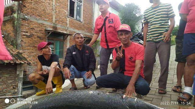 Tiga ikan Arapaima Gigas ditemukan warga saat banjir di Garut surut. Foto: Dok. Istimewa