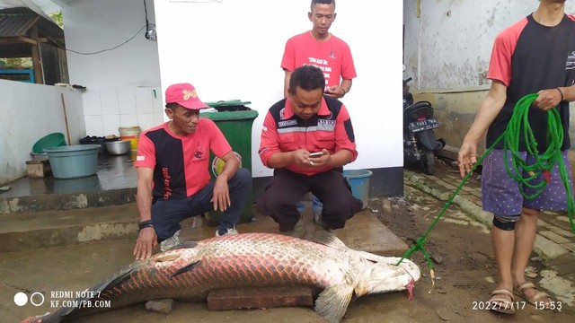 Tiga ikan Arapaima Gigas ditemukan warga saat banjir di Garut surut. Foto: Dok. Istimewa