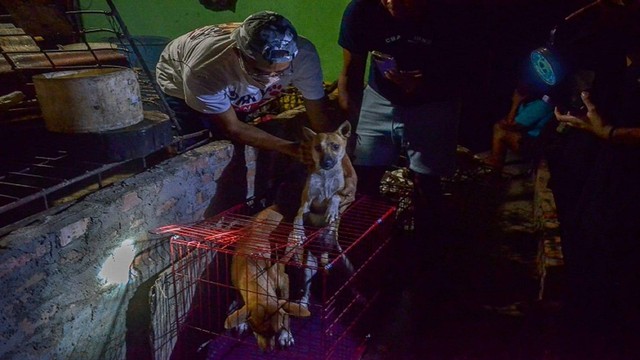 Komunitas pecinta satwa mengevakuasi 6 ekor anjing dari rumah jagal di Kota Pekanbaru, Riau (Dok FPI)