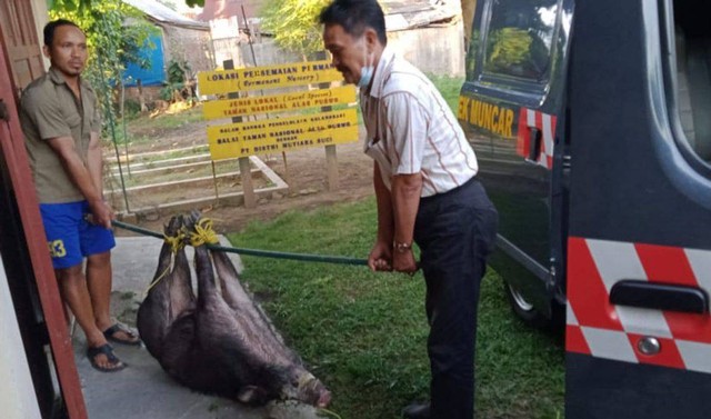 Geger Babi Hitam Masuk Pemukiman di Banyuwangi Ditangkap Warga