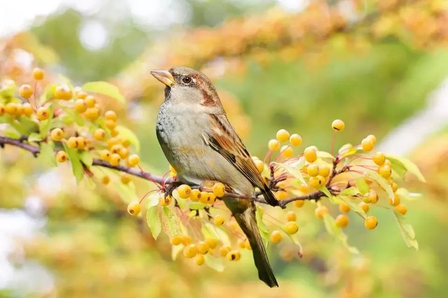 Ilustrasi burung gereja yang hidup di alam bebas. Foto: Pixabay