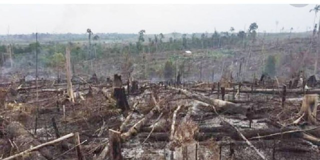 Liputan Langsung di Lokasi Perambahan Hutan Tanpa Izin dalam Kawasan TNTN Pelalawan