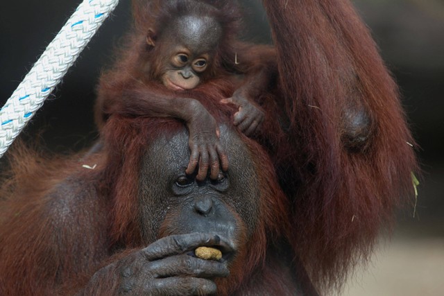 Bayi orang utan Kalimantan berusia 5 bulan digendong induknya di Kebun Binatang Guadalajara, Meksiko. Foto: Fernando Carranza/REUTERS