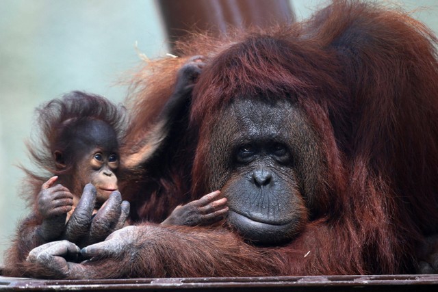 Bayi orang utan Kalimantan berusia 5 bulan digendong induknya di Kebun Binatang Guadalajara, Meksiko. Foto: Fernando Carranza/REUTERS