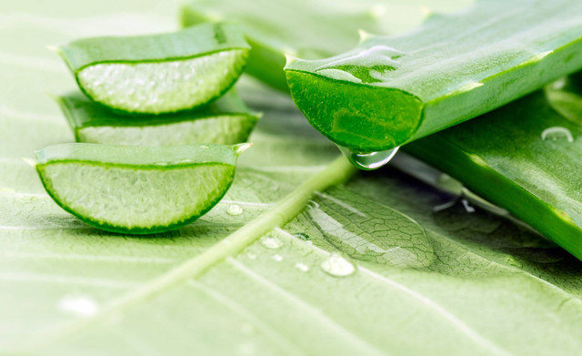 Ilustrasi Aloe Vera atau Lidah Buaya. Foto: Shutterstock