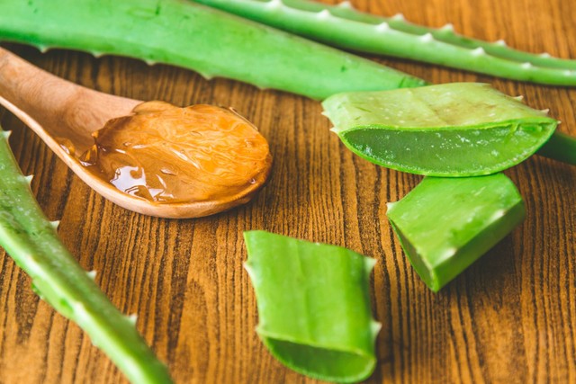 Ilustrasi Aloe Vera atau Lidah Buaya. Foto: Shutterstock