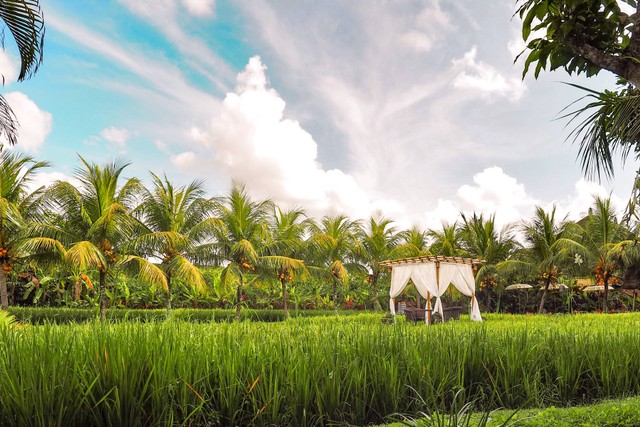  Rekomendasi Tempat Makan dengan View Sawah di Jogja, Foto/Unsplash/Coleen Rivas.