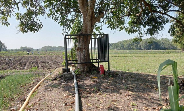 Kisah Mistis Pohon Mangga Keramat di Dusun Memek, Wanita Haid Pantang Mendekat