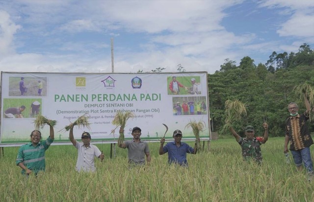 Panen padi perdana program Sentani Harita Nickel. Foto: Istimewa