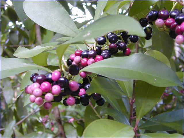 Tanaman lempeni (Foto : Flora Dirgantara)