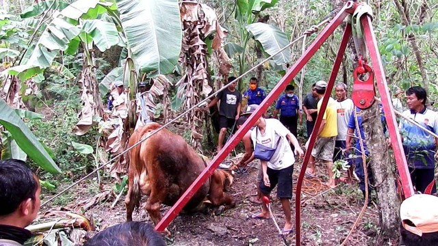 Proses evakuasi seekor sapi yang terperosok ke dalam septic tank di Gunungkidul. Foto: erfanto/Tugu Jogja