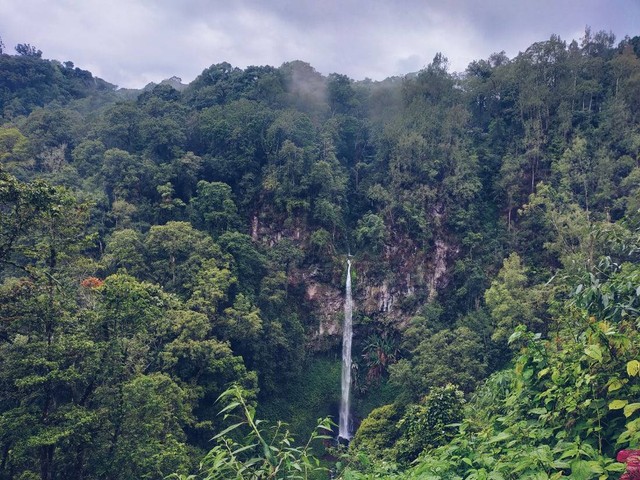 Jenis Hasil Hutan dan Manfaatnya  Sumber www.unsplash.com