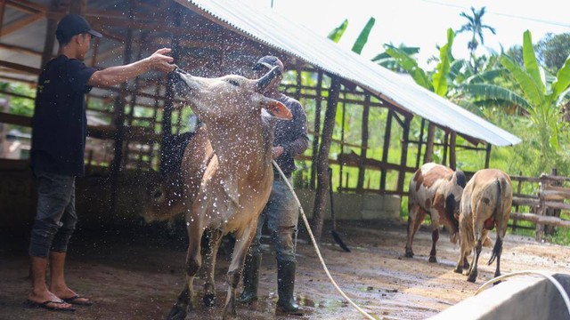 Peternak menangani sapi supaya terhindar dari PMK. Foto: Suparta/acehkini  