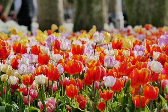4 Taman Bunga Tulip di Turki dengan Pesona Mengagumkan, Foto: Unsplash/Tienko Dima