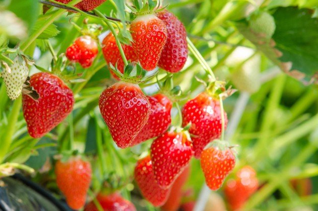 Ilustrasi Strawberry. Foto: Shutterstock