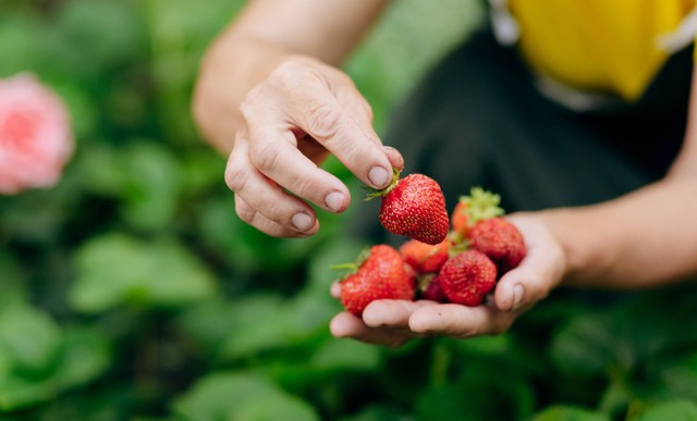 Ilustrasi Strawberry. Foto: Shutterstock