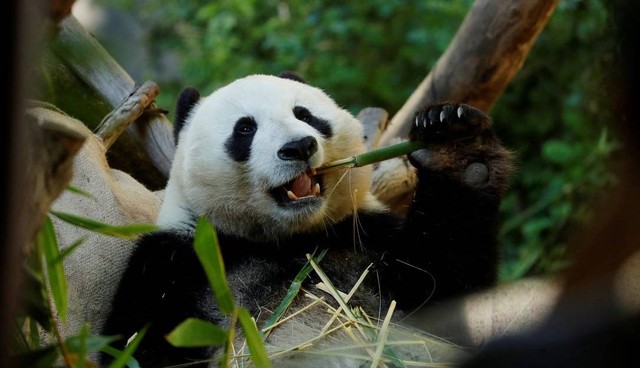 Panda yang tinggal di Ocean Park Hong Kong. Foto: REUTERS