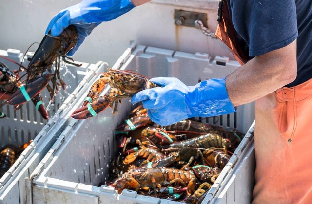 Ilustrasi pembudidayaan lobster. Foto: Shutterstock