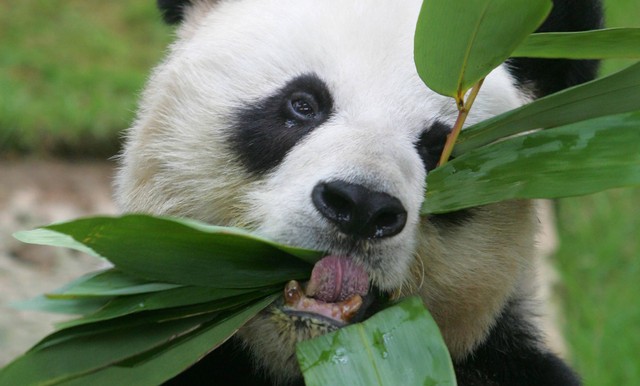 Panda An An mati di usia 35 tahun Foto: Bobby Yip/REUTERS