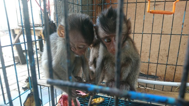 Anak monyet ekor panjang yang dijual di Pasar Satwa dan Tanaman Hias Yogyakarta (Pasty). Foto: Widi RH Pradana