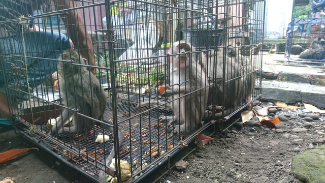 Anak monyet ekor panjang yang dijual di Pasar Satwa dan Tanaman Hias Yogyakarta (Pasty). Foto: Widi RH Pradana