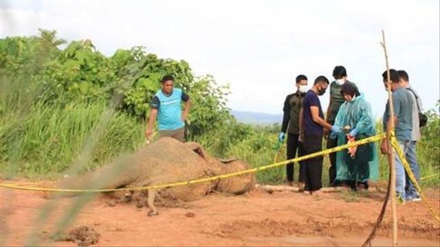 Seekor gajah Sumatera jantan ditemukan mati di kawasan hutan Desa Alue Meuraksa, Kecamatan Teunom, Aceh Jaya, Jumat (5/3/2021). Foto: Zahlul Akbar untuk acehkini