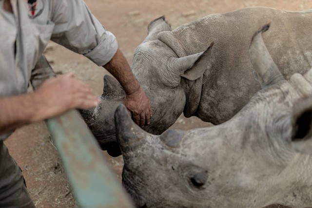 Dokter hewan di The Rhino Orphanage, Pierre Bester, memelihara seekor anak badak hitam di sebuah lokasi yang dirahasiakan, provinsi Limpopo, Afrika Selatan. Foto: Guillem Sartorio/AFP