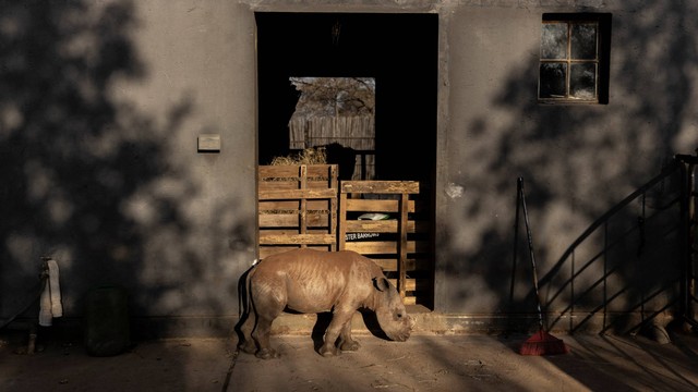 Seekor anak badak bernama Benjamin terlihat di Rhino Orphanage di sebuah lokasi yang dirahasiakan, provinsi Limpopo, Afrika Selatan. Foto: Guillem Sartorio/AFP