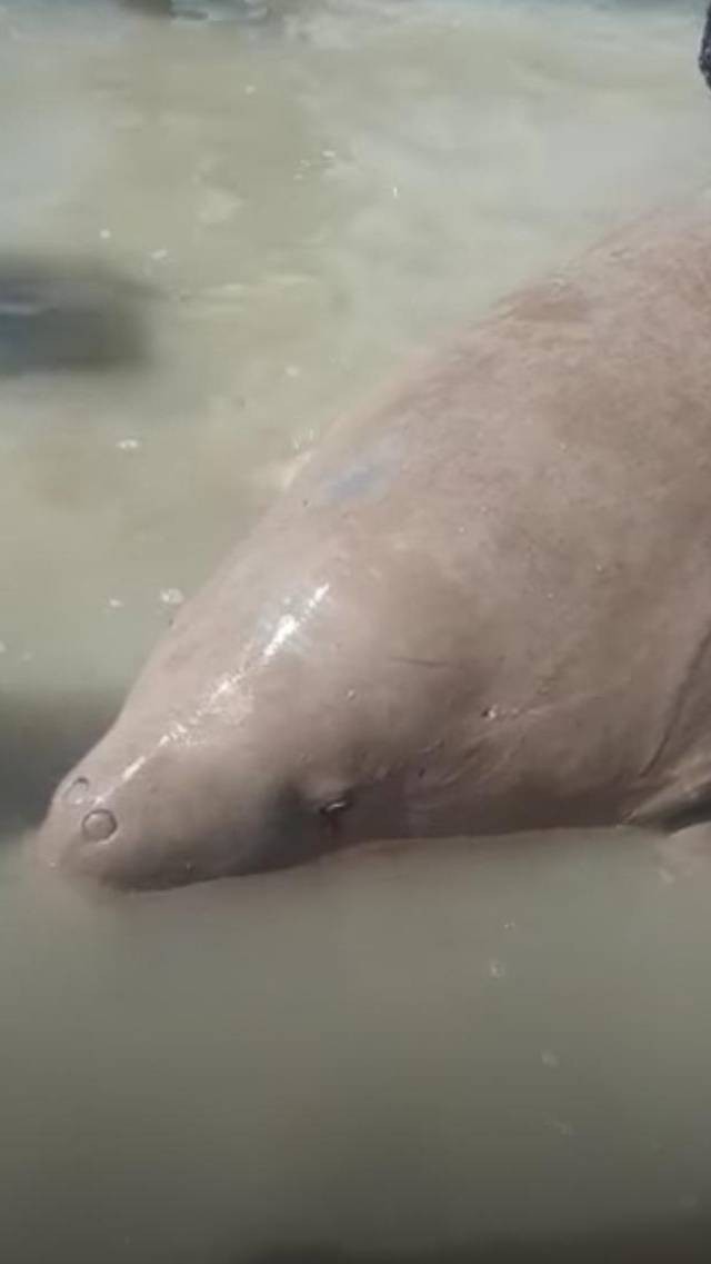 Tangkapan layar video seekpr dugong terdampar di kawasan Pantai Pasir Padi, Pangkalpinang - foto : Babel Hits
