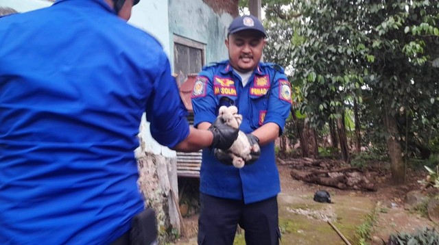 Petugas Damkar Kabupaten Kuningan, Jawa Barat, melakukan evakuasi terhadap satwa dilindungi berupa Kukang. (Andri)