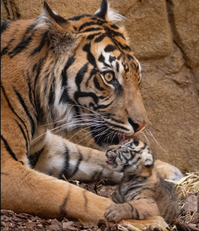 Induk bayi harimau Sumatera di ZSL, Inggris.  Foto: George Cuevas/ZSL 