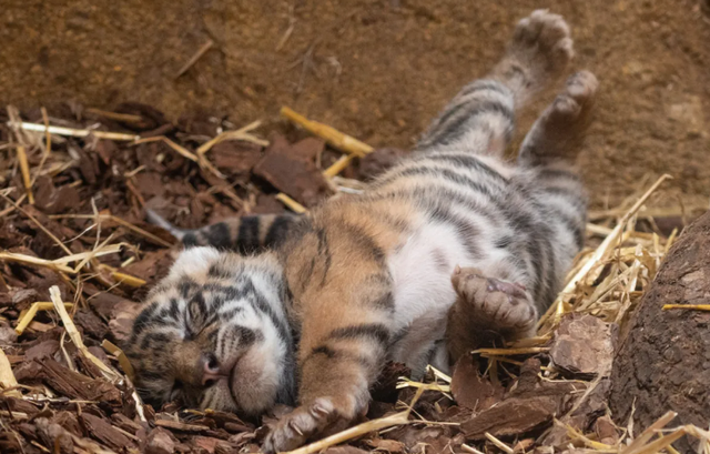 Bayi harimau Sumatera yang lahir di ZSL, Inggris. Foto: George Cuevas/ZSL