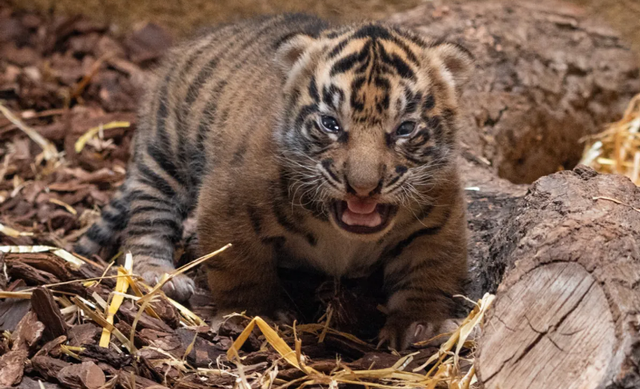 Bayi harimau Sumatera yang lahir di ZSL, Inggris. Foto: George Cuevas/ZSL 