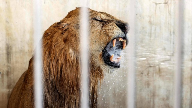 Singa di kebun binatang Nama di Kota Gaza disemprot dengan air untuk mendinginkannya saat musim panas di Palestina Sabtu (23/7/2022). Foto: Mahmud Hams/AFP