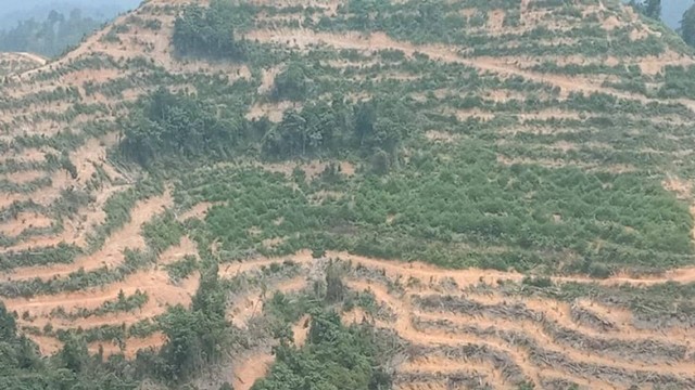 Kondisi HPT Batang Lipai Siabu yang dibuka untuk kebun sawit (dok KPH Singingi, DLHK Riau)