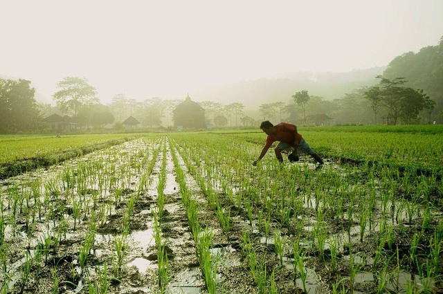 Tanaman Pangan. (Foto: AgusTriyanto by https://pixabay.com/id/)