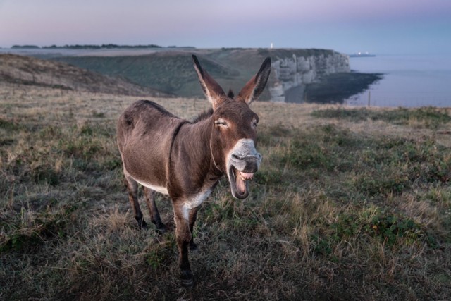 Ilustrasi suara keledai. Foto: Unsplash