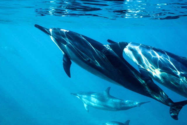 Ilustrasi anak lumba-lumba dan induknya. Foto: Unsplash