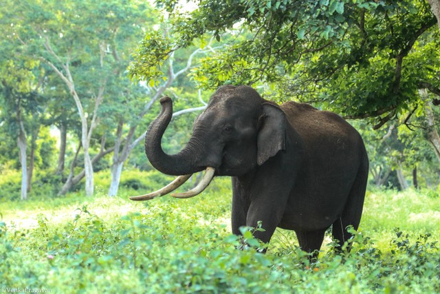 Gajah. Sumber: Pexels.com/Venkat Ragavan