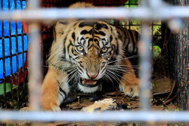 Harimau Sumatera liar berada di dalam kandang jebak (Box Trap) di kawasan Desa Lhok Bengkuang, Aceh Selatan, Aceh, Senin (25/7/2022). Foto: Syifa Yulinnas/Antara Foto