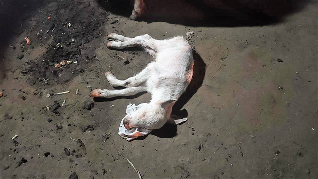 Bayi kebo bule Keraton Solo yang dilahirkan di kandang kawasan Alun-alun Kidul Keraton Solo, Sabtu (23/07/2022). FOTO: Fernando Fitusia